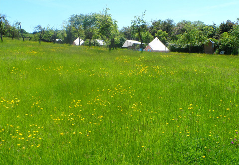 Plum Tree Glamping