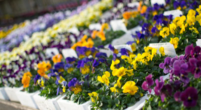 Garden Centres in Broadway